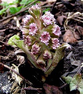 <i>Petasites</i> genus of flowering plants in the daisy family Asteraceae