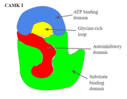 Figure 2: Graphic illustration of the crude domains of Calcium/calmodulin-dependent protein kinase 1 CAMK I structure.png