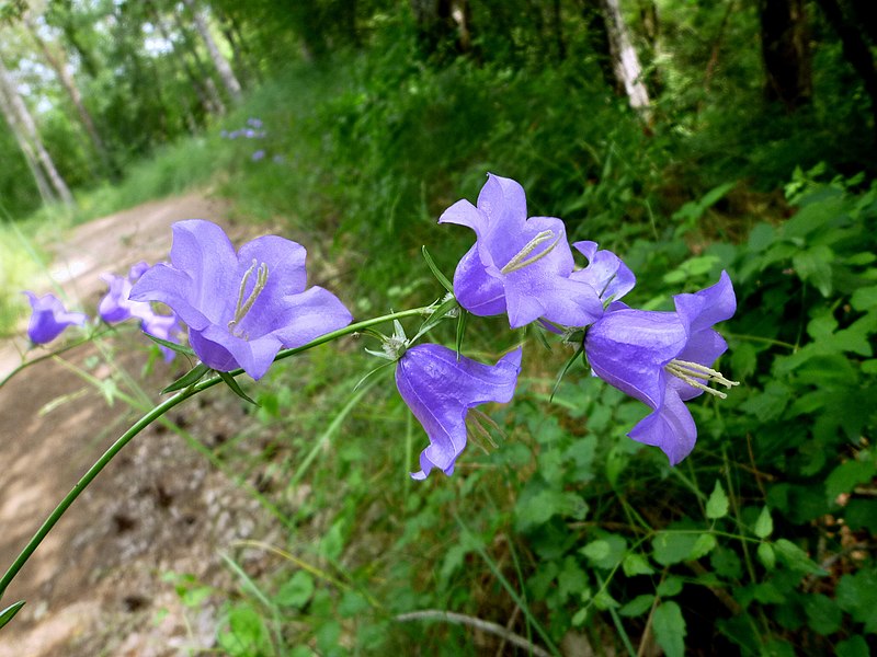 File:CAMPANULA PERSICIFOLIA - LLANERA - IB-386 (Campanbeta blava).JPG