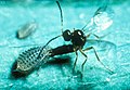 CSIRO ScienceImage 2357 Spotted alfalfa aphid being attacked by parasitic wasp.jpg