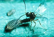 A parasitoid wasp ovipositing into an aphid※