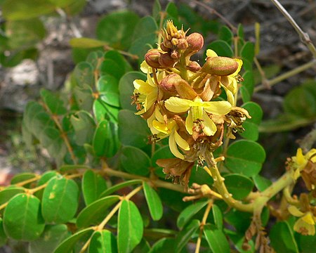 Caesalpinia bonduc inflo.jpg