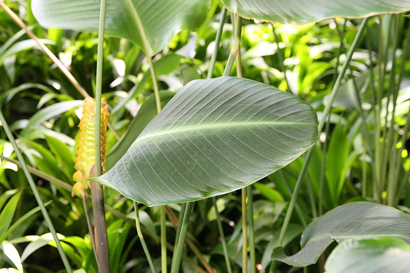 File:Calathea crotalifera 27zz.jpg