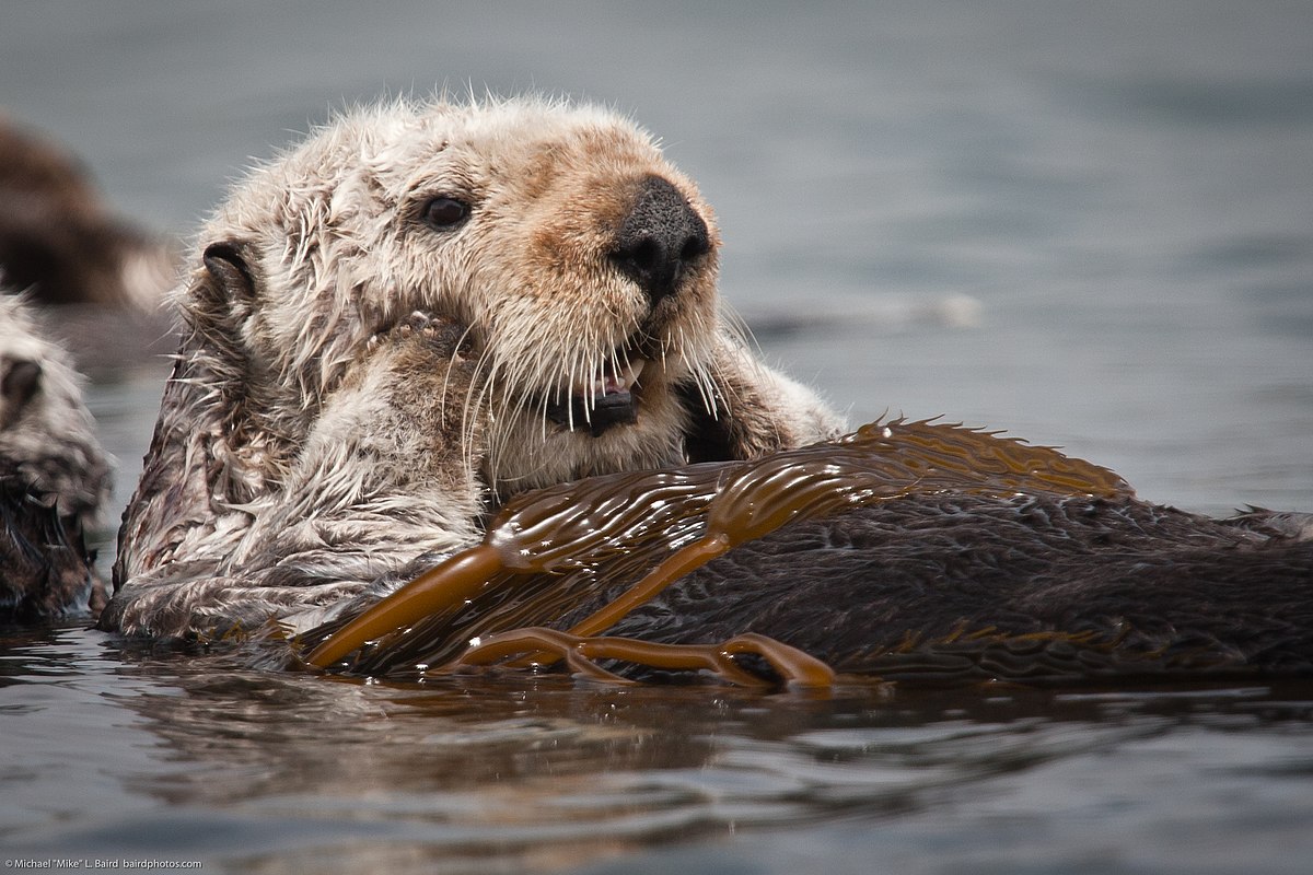 Sea otter - Wikipedia