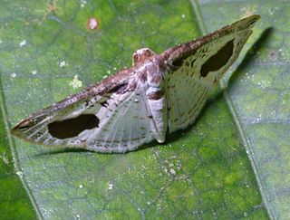 <i>Calindoea argentalis</i> Species of moth