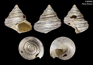 Calliostoma triporcatum (MNHN-IM-2000-27774).jpeg