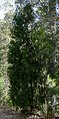 Callitris rhomboidea tree.jpg