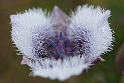 Flower of Calochortus tolmiei