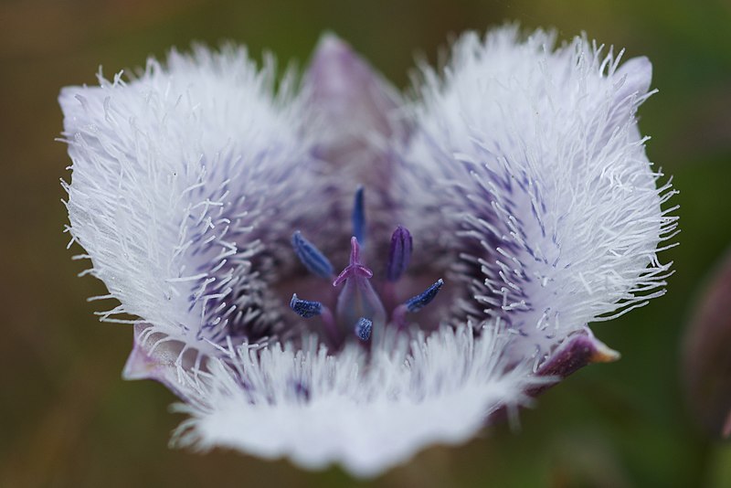 File:Calochortus tolmiei 3.jpg