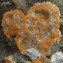 Caloplaca brouardii - Flickr - pellaea.jpg