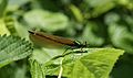 Calopteryx virgo