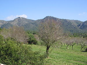 Calvià-Mallorca-10-rafax.JPG