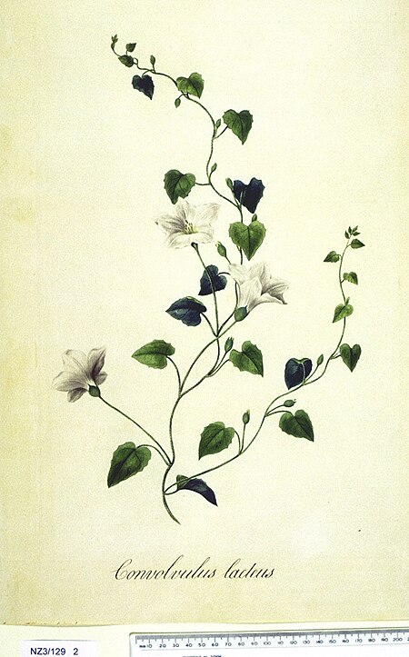 Calystegia tuguriorum