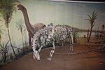 Camarasaurus mounts and mural - Royal Tyrrell Museum of Paleontology.jpg
