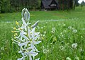 Camassia quamash at Leavenworth Ski Hill, Chelan County Washington