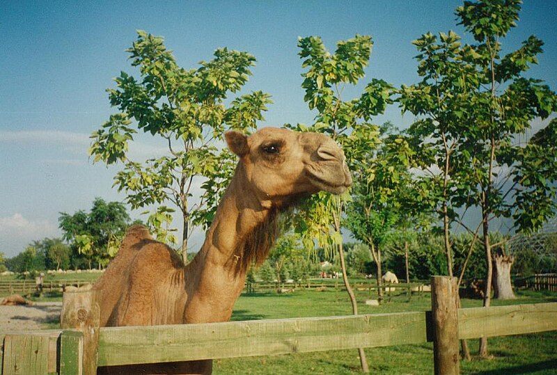 File:Camel from Bursa.jpg