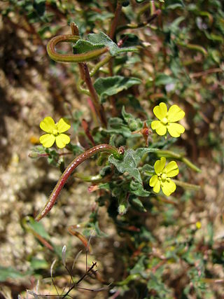 <i>Camissonia pubens</i> Species of flowering plant