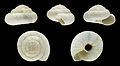 * Nomination Shell of a land snail of Fuerteventura, Candidula ultima --Llez 20:38, 28 November 2015 (UTC) * Promotion Good quality --Holleday 22:33, 28 November 2015 (UTC)