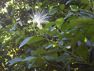 <i>Capparis arborea</i>