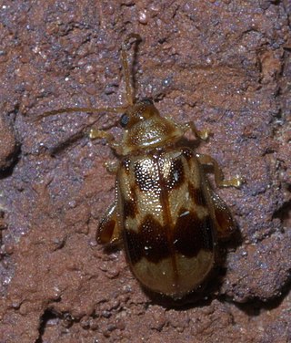 <i>Capraita sexmaculata</i> Species of beetle