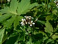 Cardamine oligosperma