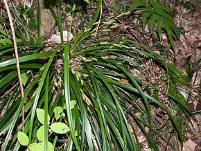 Görüntünün açıklaması Carex morrowii kansuge001.jpg.