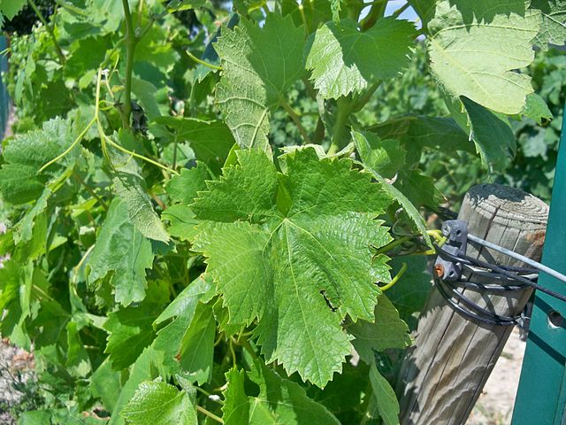 Carignan leaf.