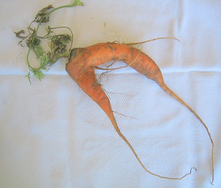 File:Carrot por apr 06.jpg