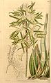 Catasetum barbatum (as syn. Myanthus spinosus) plate 3802 in: Curtis's Bot. Magazine (Orchidaceae), vol. 67, (1841)