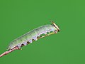* Nomination Caterpillar of Charaxes solon (Fabricius,1793) - Black Rajah. (by Atanu Bose Photography) --Atudu 10:27, 23 August 2022 (UTC) * Promotion  Support Good quality. --Ermell 13:42, 23 August 2022 (UTC)