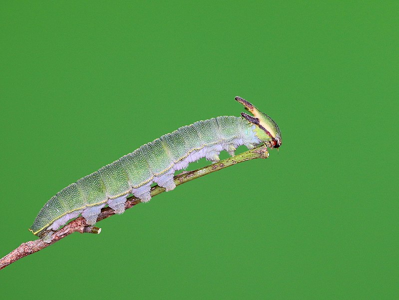 File:Caterpillar of Charaxes solon (Fabricius,1793) - Black Rajah.jpg