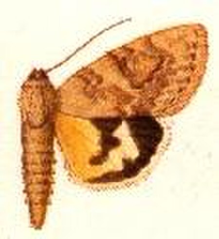 Catocala_contemnenda