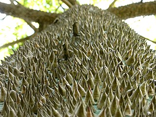 Bombacoideae Subfamily of flowering plants