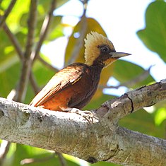 Pic à tête pâle, femelle (Celeus lugubris)