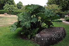 Celle Heilpflanzengarten Mammutblatt Gunnera macrophylla 0204.jpg