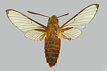 Cephonodes rufescens BMNHE274320 perempuan up.jpg