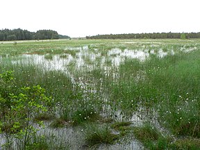 Moorlandschaft bei Marcinkonys