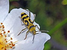 Cerambycidae - Chlorophorus varius (female)-001.JPG