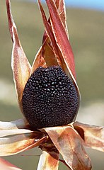 Ceratocaryum argenteum (Western Cape, South Africa) 4.jpg