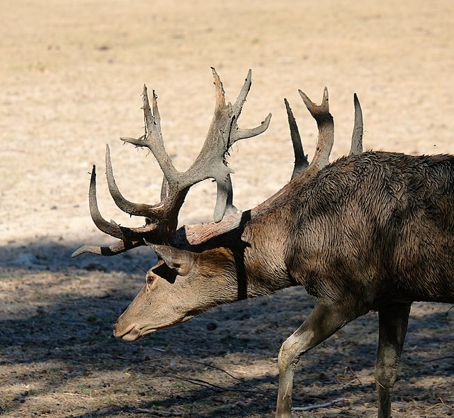 File:Cerf élaphe DSCF6109.jpg