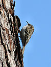 Common Treecreeper of the macrodactyla subspecies