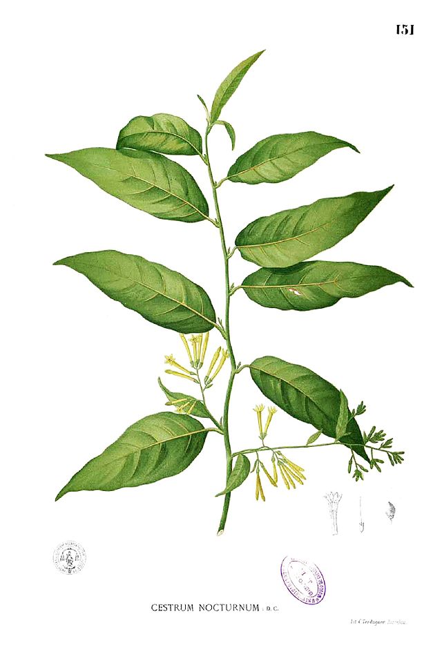 Dama de noche o galán de noche (Cestrum nocturnum)