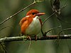 Ceyx madagascariensis -Mantadia National Park, Madagascar-8.jpg