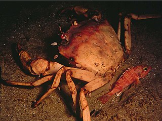 <i>Chaceon fenneri</i> Species of crab