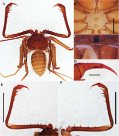 Description de l'image Charinus sooretama (10.5852-ejt.2021.772.1505) Figure 75.png.