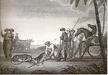 Mughal hunters using a cheetah to catch a blackbuck, Gujarat, 1812. Illustration by James Forbes CheetahHunt.jpg