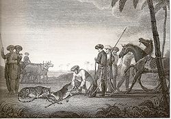 Nawabs hunting a blackbuck with their Asiatic cheetah