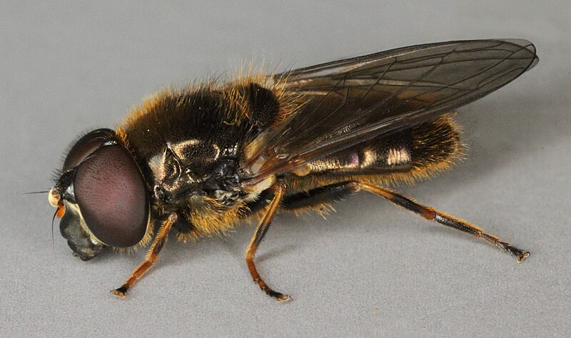 File:Cheilosia bergenstammi, Newborough Warren, North Wales, July 2012 (17517526735).jpg