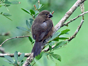 Chestnut-bellied Seed-Finch female RWD.jpg