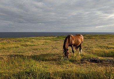 Chestnut horse grazing, Fenais da Luz, São Miguel Island, Azores, Portugal